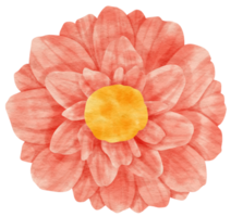 aquarela de flor rosa pintada para elemento decorativo png