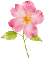 Pink flowers watercolor illustration png