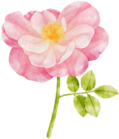 illustrazione dell'acquerello di fiori di rosa rosa png