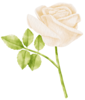 White rose flowers watercolor illustration png