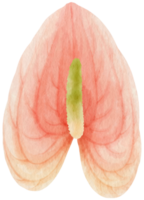 Pink anthurium flowers watercolor illustration png