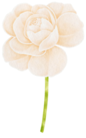 weiße rose blüht aquarellillustration png