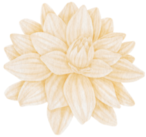 ilustração em aquarela de flores de dália branca png