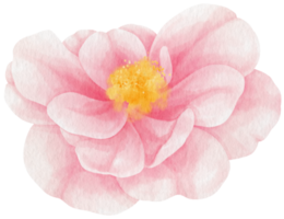 Pink rose flowers watercolor illustration png