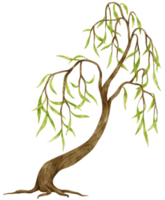 ilustração em aquarela de árvore para elemento decorativo png