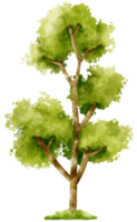 Tree watercolor illustration for Decorative Element png