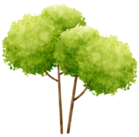 träd akvarell illustration för dekorativa element png