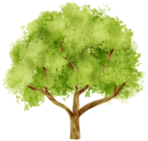 Tree watercolor illustration for Decorative Element png