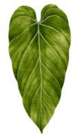 estilo aquarela de folha verde tropical para elemento decorativo png