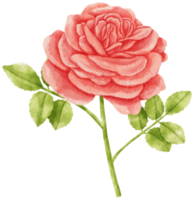 Red rose flowers watercolor illustration png