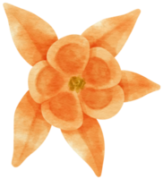 Orange flower watercolor painted for Decorative Element png