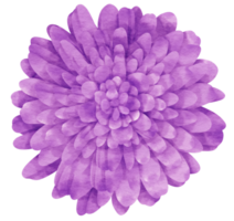 acuarela de flor morada pintada para elemento decorativo png