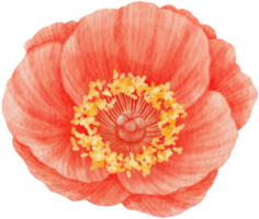 Red poppy flowers watercolor illustration png