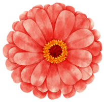 aquarela de flor vermelha pintada para elemento decorativo png