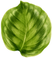 Calathea tropical leaf watercolor illustration png