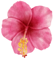 Pink hibiscus flower watercolor style for Decorative Element png