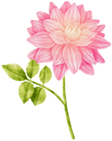 rosa dahlia blommor akvarell illustration png