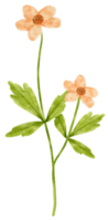 Branch of orange flower blossom with leaves  watercolor style for Decorative Element png