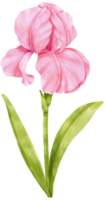 Pink iris flowers watercolor illustration png