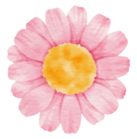 Pink flower watercolor painted for Decorative Element png