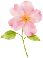 roze bloemen aquarel illustratie png