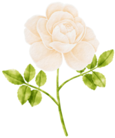 ilustração em aquarela de flores rosas brancas png