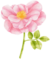 Pink rose flowers watercolor illustration png