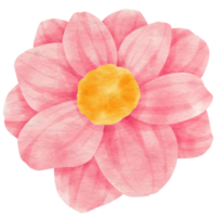 aquarela de flor rosa pintada para elemento decorativo png