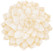 White dahlia flowers watercolor illustration png