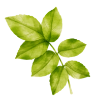 branche de style aquarelle feuille verte pour élément décoratif png