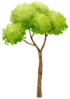 ilustración de acuarela de árbol para elemento decorativo png