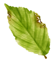 Tropical Green Leaf  watercolor style for Decorative Element png