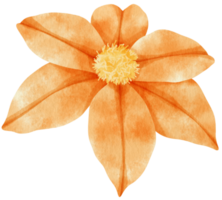 orange klematis blommor akvarell illustration png