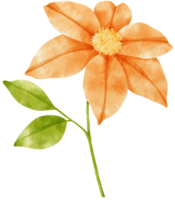 Orange clematis flowers watercolor illustration png