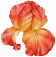 Red iris flowers watercolor illustration png