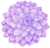 ilustración de acuarela de flores de dalia púrpura png