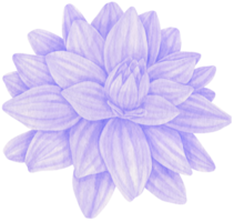 ilustração em aquarela de flores de dália roxa png