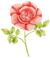 Red rose flowers watercolor illustration png