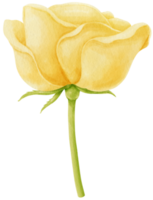 gul ros blommor akvarell illustration png