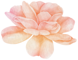 estilo aquarela de flor rosa para elemento decorativo png