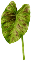 illustration aquarelle de feuilles tropicales colocasia png
