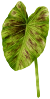 colocasia tropische blattaquarellillustration png