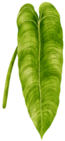 illustration aquarelle tropicale de feuille d'anthurium png