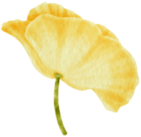 Yellow poppy flower watercolor style for Decorative Element png