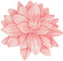 Pink dahlia flower watercolor style for Decorative Element png