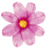 fiore rosa dipinto ad acquerello per elemento decorativo png