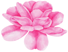 Pink rose flowers watercolor illustration png