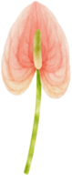 illustrazione dell'acquerello dei fiori di anthurium rosa png