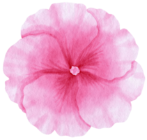 rosa blumenaquarell gemalt für dekoratives element png