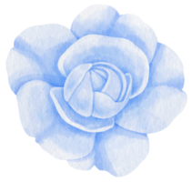 rose blue flowers watercolor illustration png